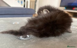 Maine Coon cats for sale: Beautiful Maine coon kittens for sale - Image 6