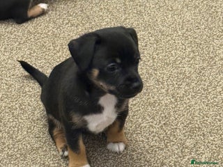 Mixed Breed dogs Beautiful Jack X Chihuha 1 boy left - Advert 8