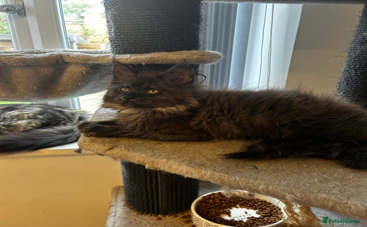 Maine Coon cats - Advert 16