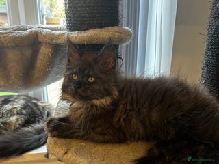 Maine Coon cats - Advert 12