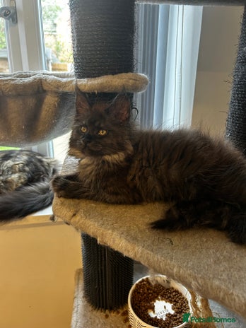 Maine Coon cats - Advert 16