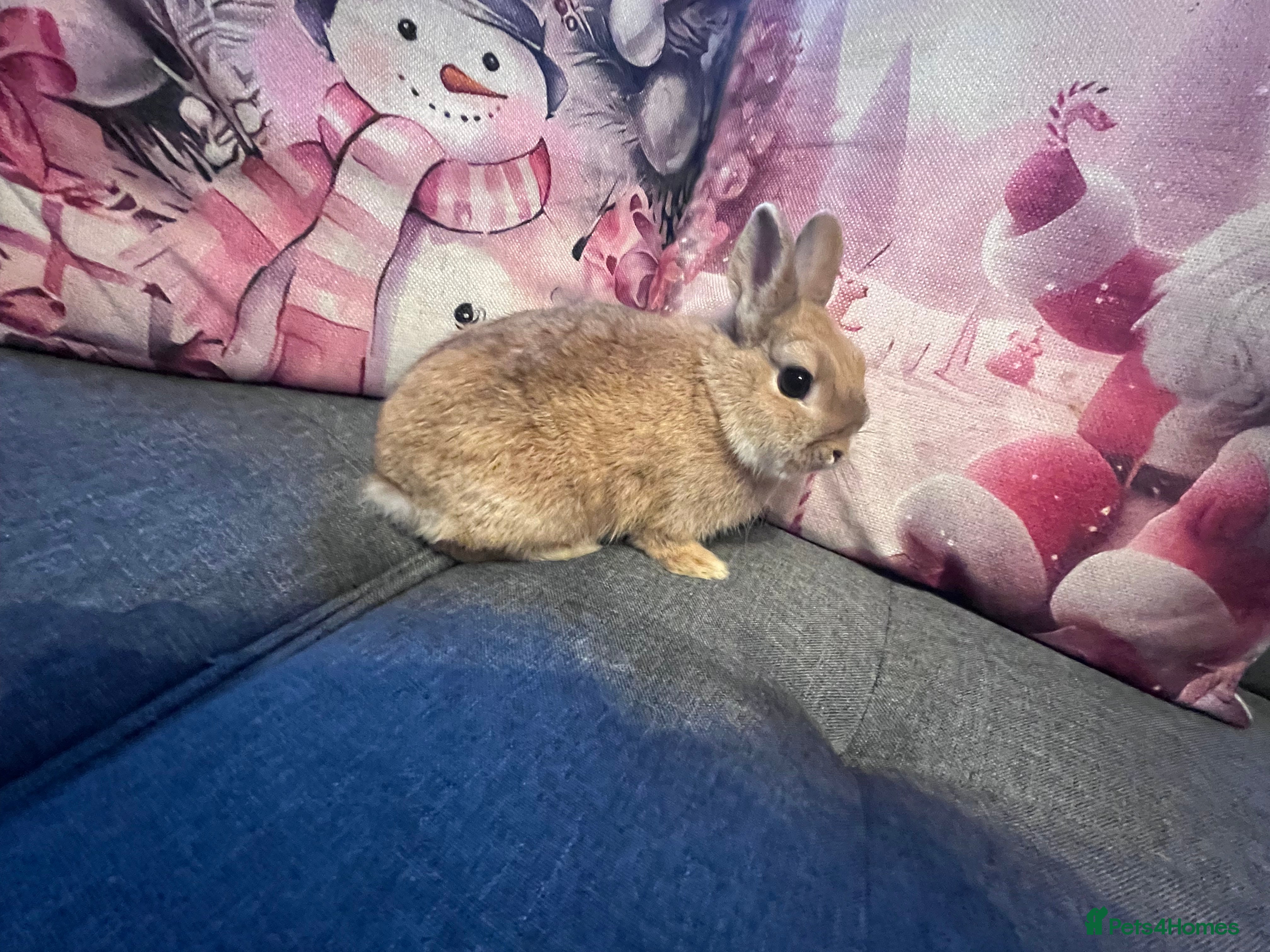 Netherland Dwarf rabbits Doe Neverland dwarf  - Advert 6