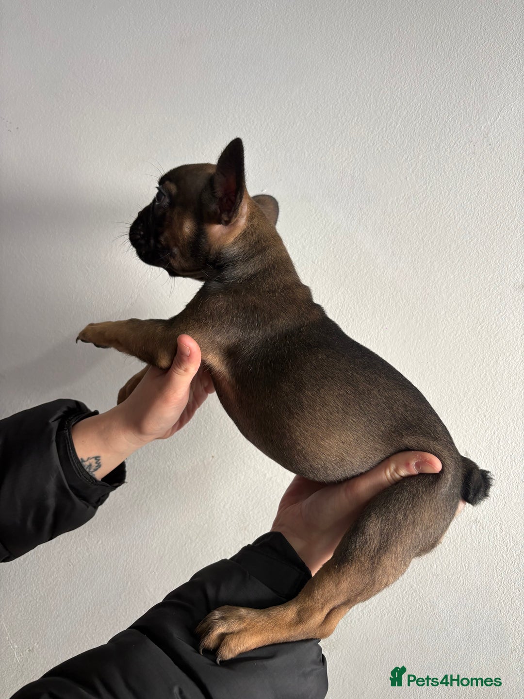 French Bulldog dogs for sale: French bulldogs🐶 - Advert 7