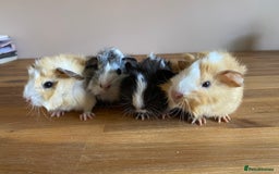 Guinea Pig rodents for sale: Male and Female Guinea Pigs - Image 2