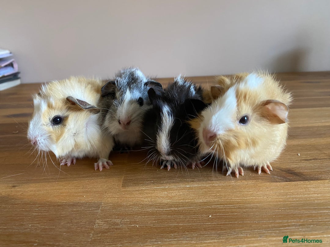 Guinea Pig rodents for sale: Male and Female Guinea Pigs - Image 2