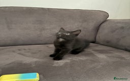 British Shorthair cats for sale: 🐾 Adorable Baby Kittens for Sale! 🐾 - Image 11