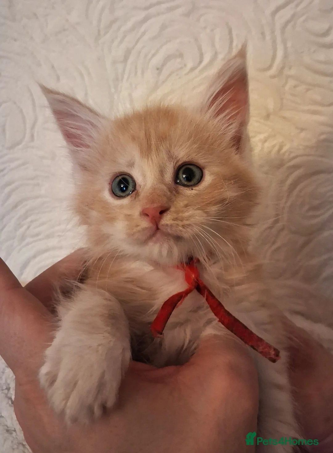 Maine Coon cats for sale: Stunning Maine Coon Kittens. Cream, Red, Tortie in Leyland - Advert 2