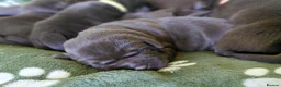 Labrador Retriever dogs for sale: Chocolate Labradors Puppies,Health Tested Parents  - Advert 4