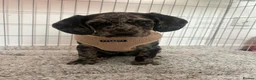 Cockerdor dogs for sale: Labrador cross cocker spaniel  in Corby - Advert 2