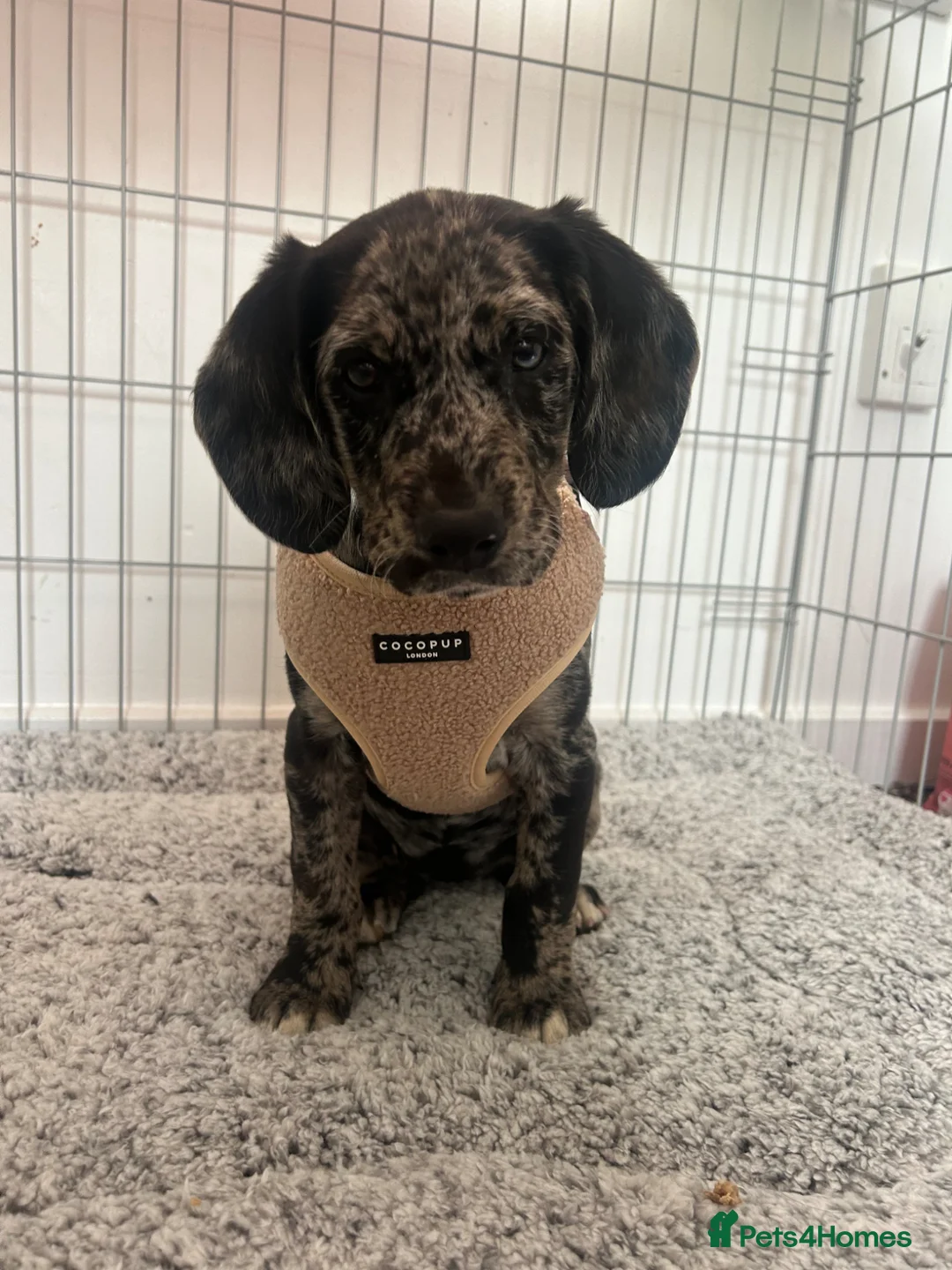 Cockerdor dogs for sale: Labrador cross cocker spaniel  in Corby - Advert 2