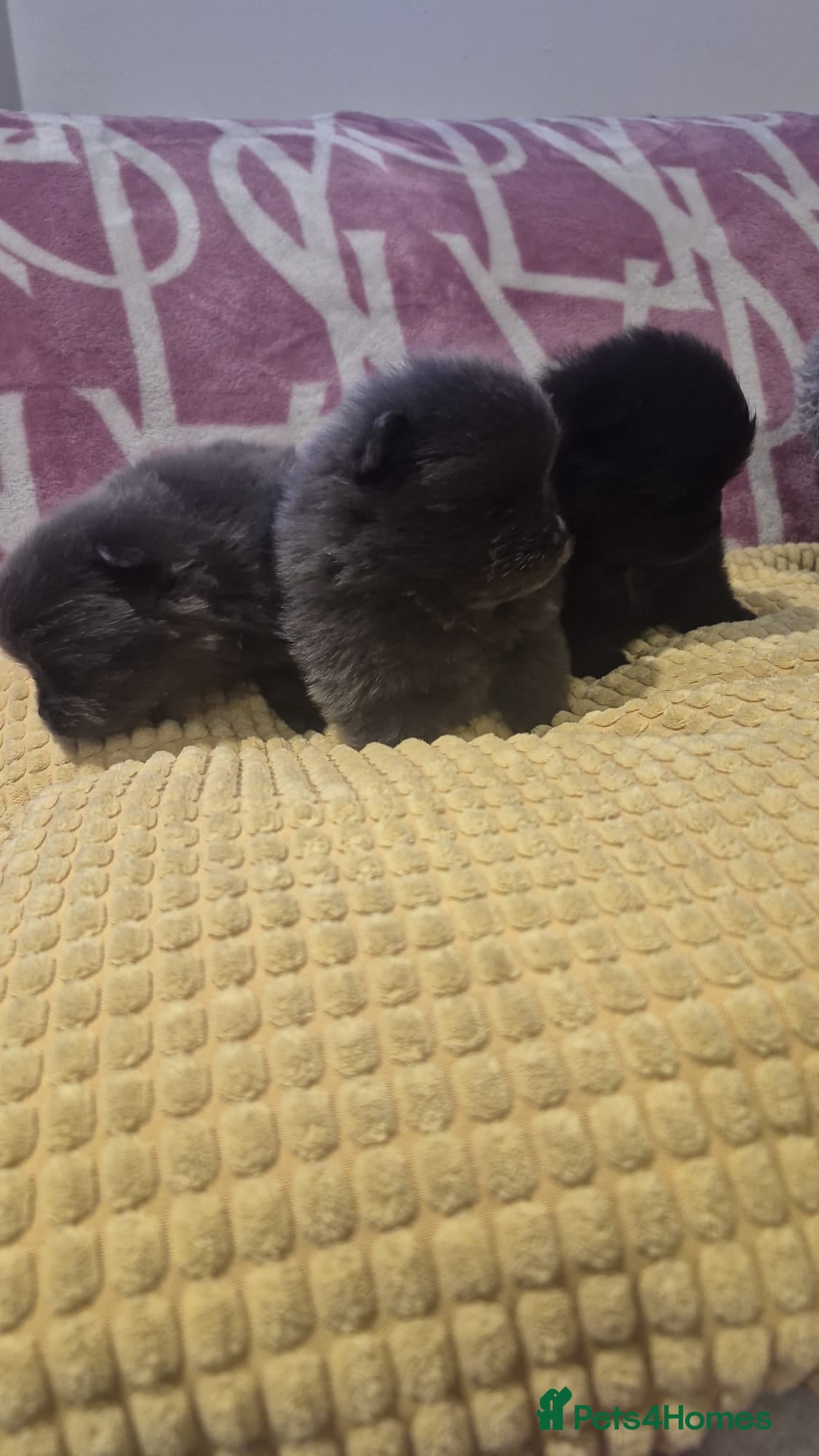 Pomeranian dogs for sale: Mini pomeranian puppies excel Russian bloodlines - Advert 15