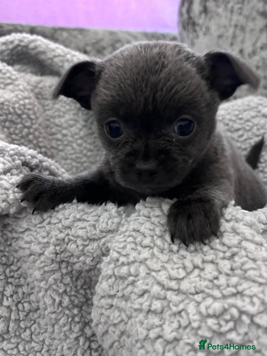 Chihuahua dogs for sale: KCREG Long/Shorthair chihuahua Champ/russian Lines - Advert 13