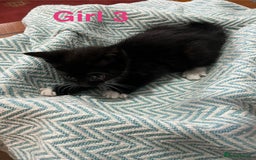 Mixed Breed cats for sale: 🐱 Gorgeous Kittens For Sale🐱 - Image 13
