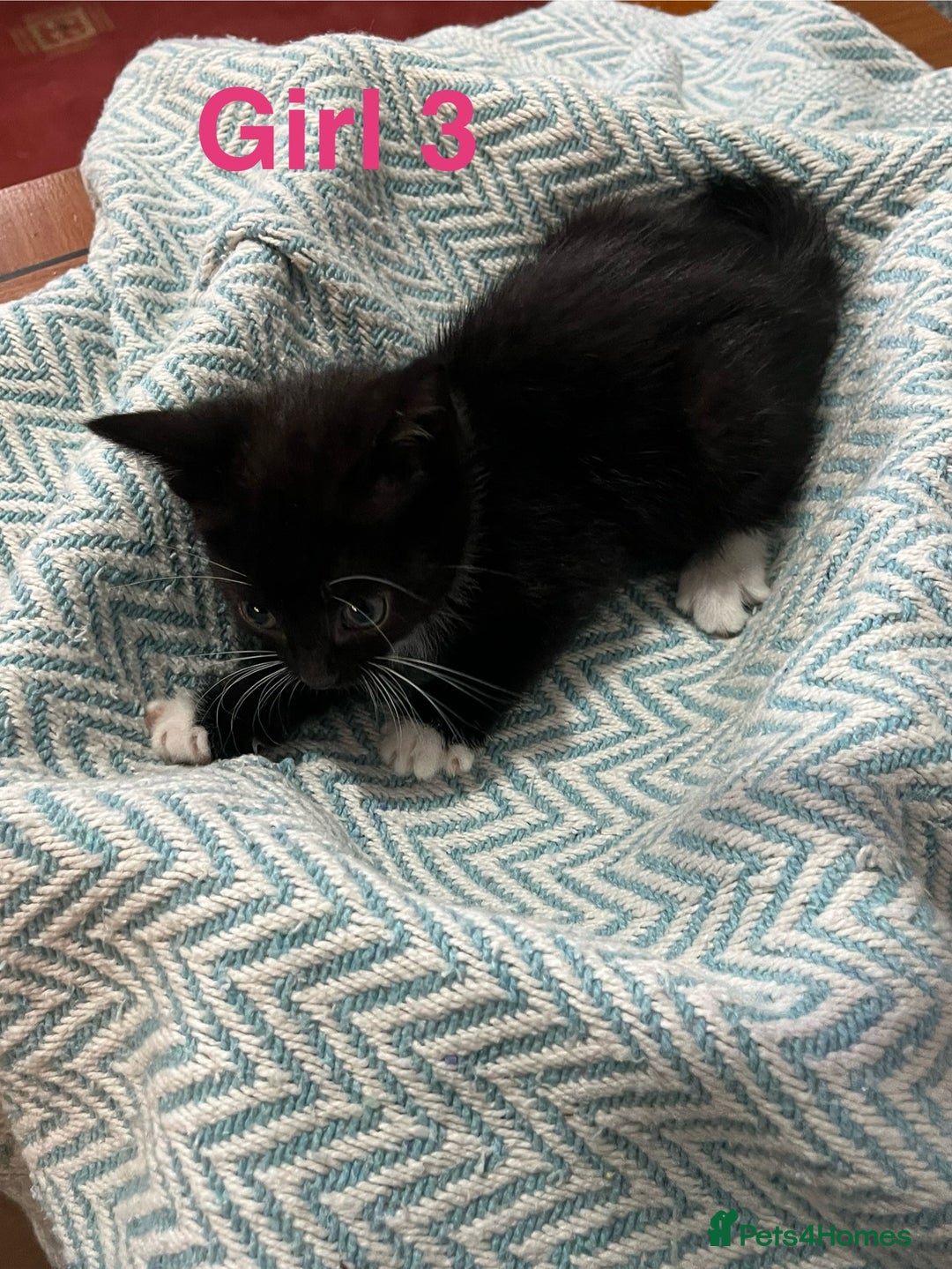 Mixed Breed cats for sale: 🐱 Gorgeous Kittens For Sale🐱 - Image 13