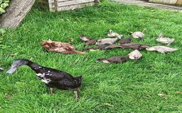 Ducks poultry for sale: Indian runner ducklings  - Image 1