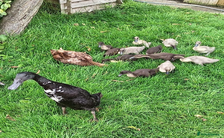 Ducks poultry - Advert 2