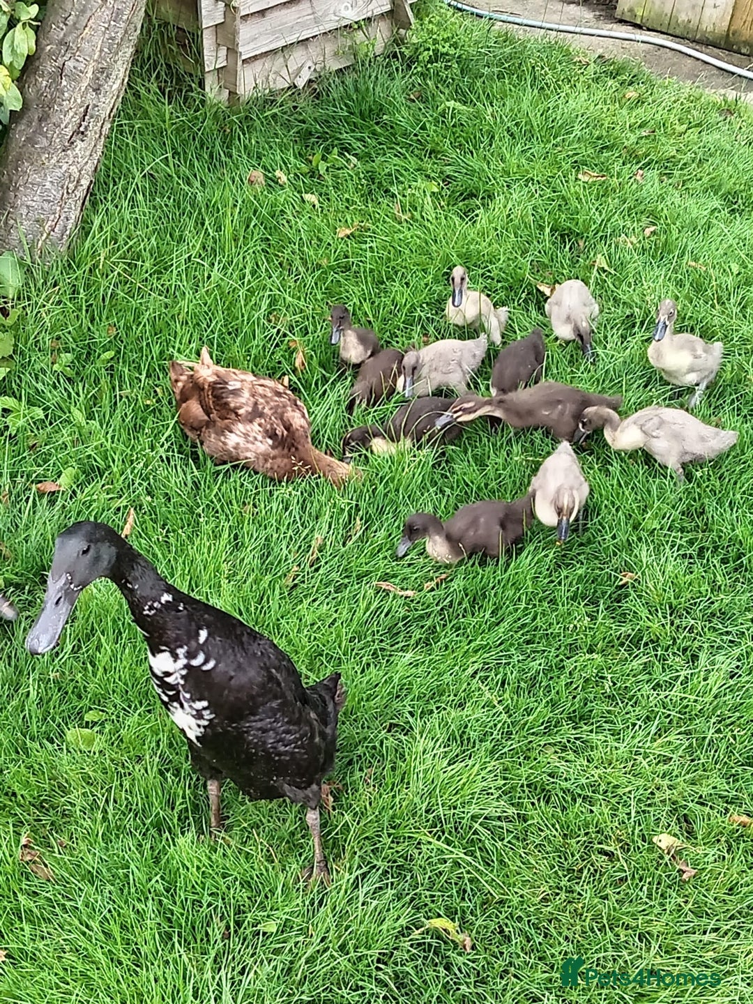 Ducks poultry for sale: Indian runner ducklings  - Image 1