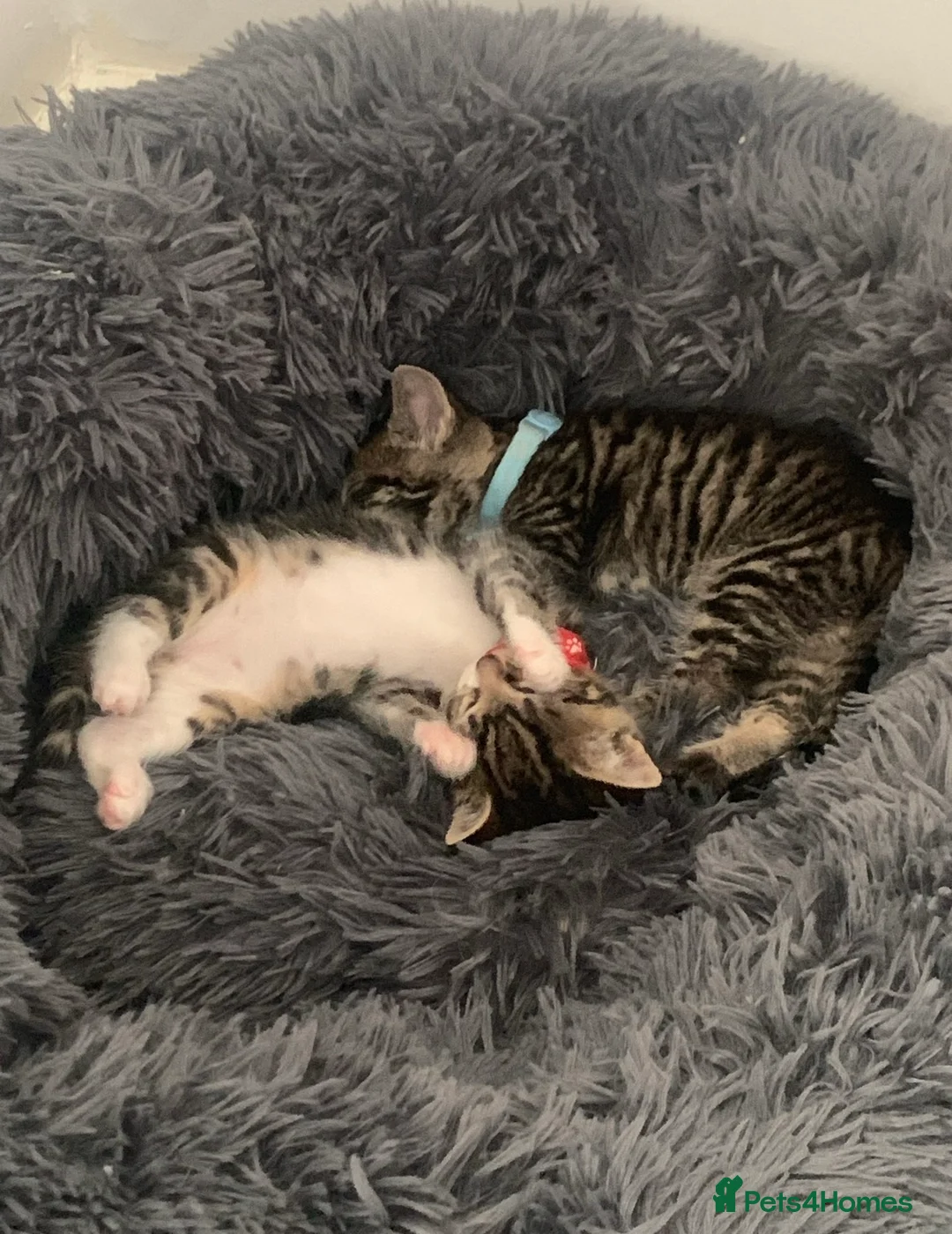 Mixed Breed cats for sale: mixed breed kittens - Advert 1