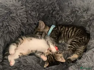 Mixed Breed cats mixed breed kittens - Advert 5