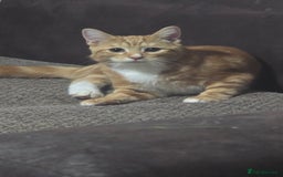 Domestic Shorthair cats for sale: 6 month on kitten  - Image 2