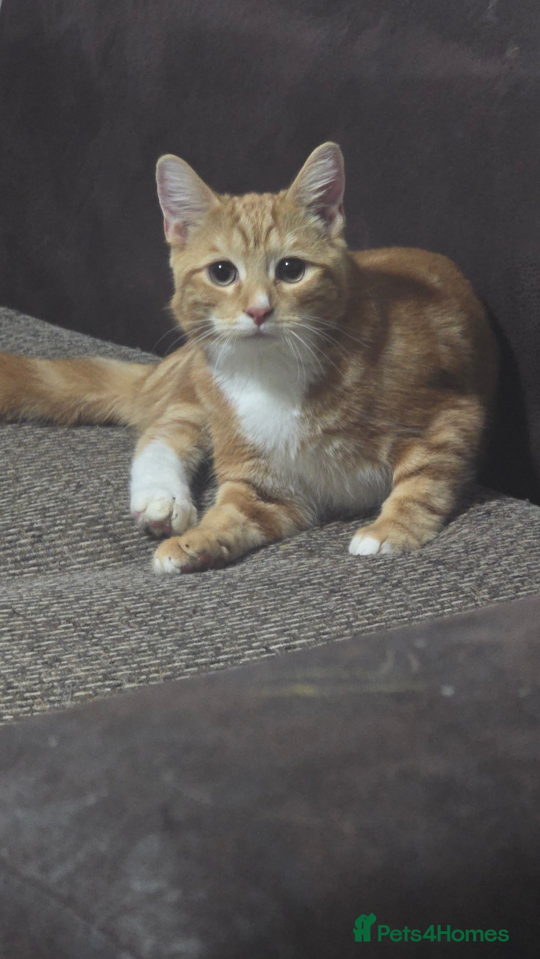 Domestic Shorthair cats for sale: 6 month on kitten  - Image 2