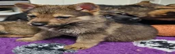German Shepherd dogs for sale: KC Registered & Health Tested Working Line Puppies - Advert 35