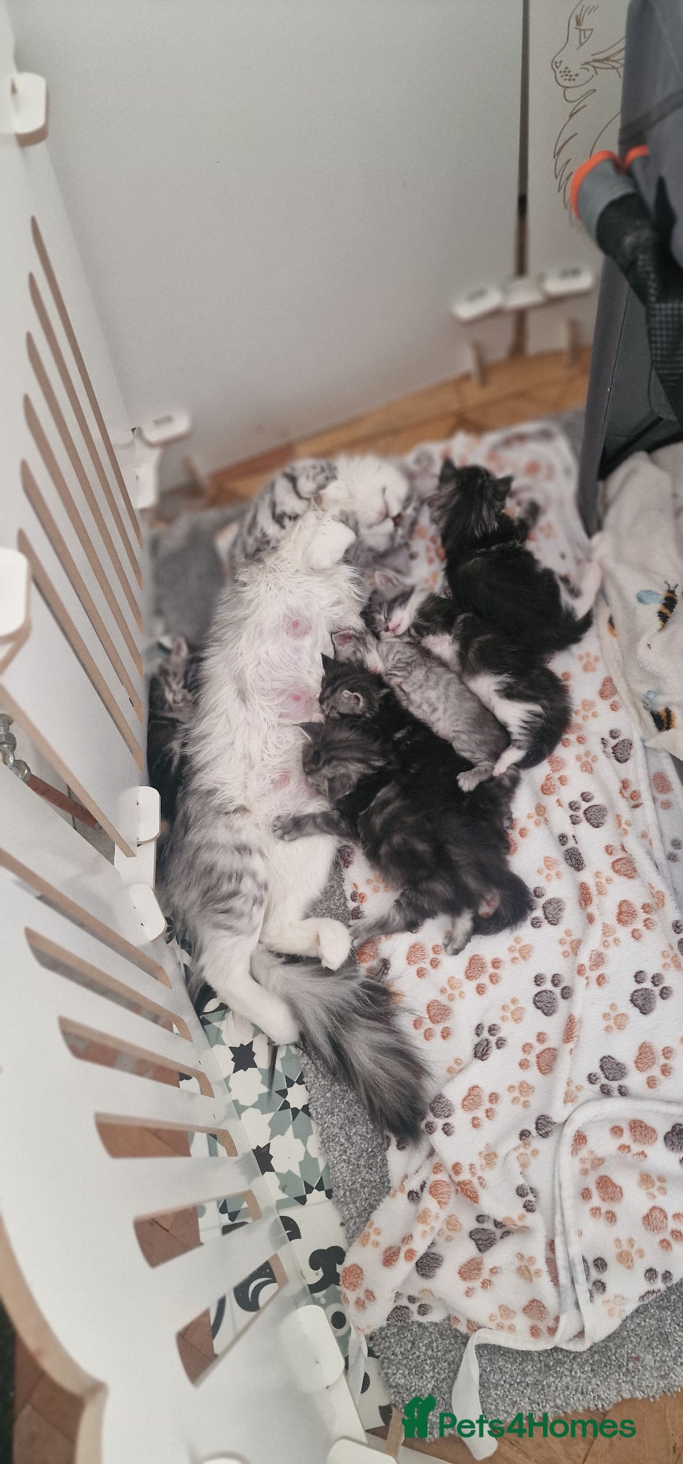 Maine Coon cats for sale: Tica Registered, Russian Line Maine Coon Kittens - Advert 4