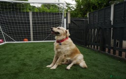 Golden Retriever dogs for stud: Stunning Golden Retriever for Stud –  meet Sammy - Image 4