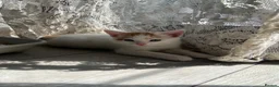 Mixed Breed cats for sale: Kittens  - Advert 5