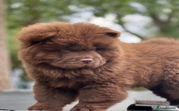 Chow Chow dogs for sale: Mr chow  - Image 5