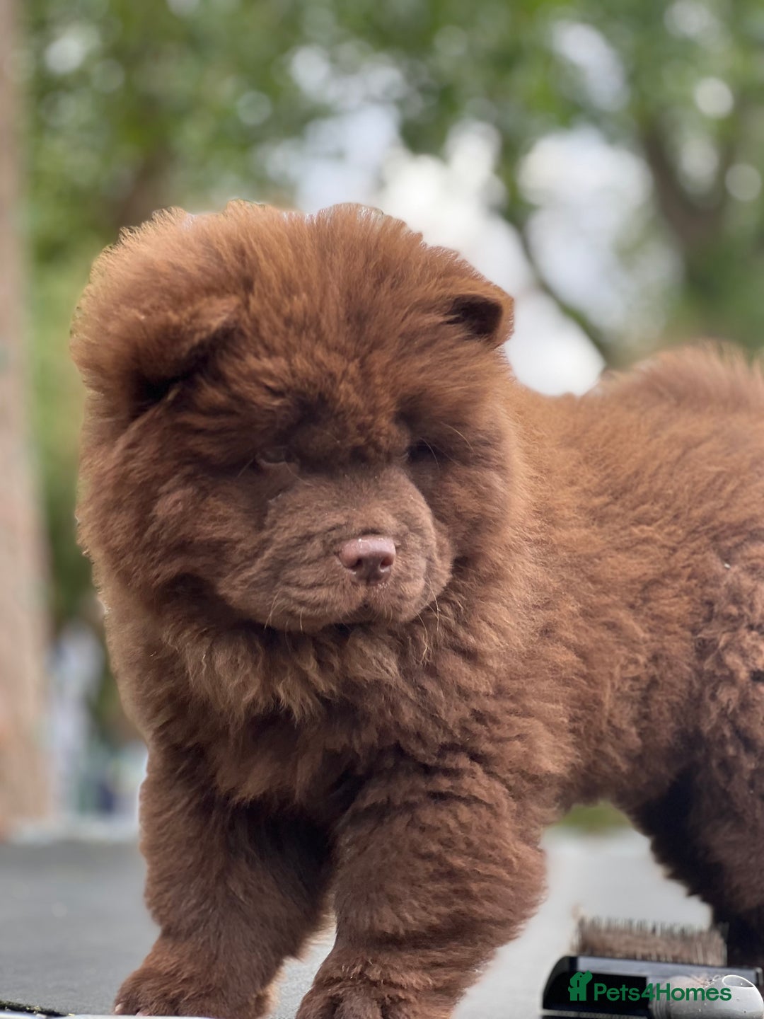 Chow Chow dogs for sale: Mr chow  - Image 5
