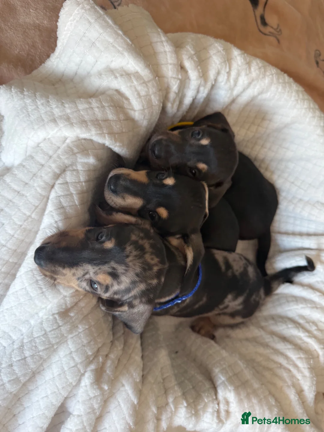 Dachshund dogs for sale: dachshund Puppies - Advert 6