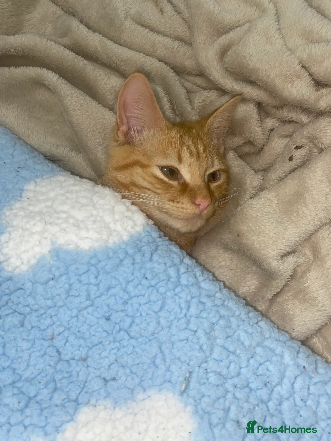 Mixed Breed cats for sale: 7 months microchipped male ginger mixed kitten - Advert 8