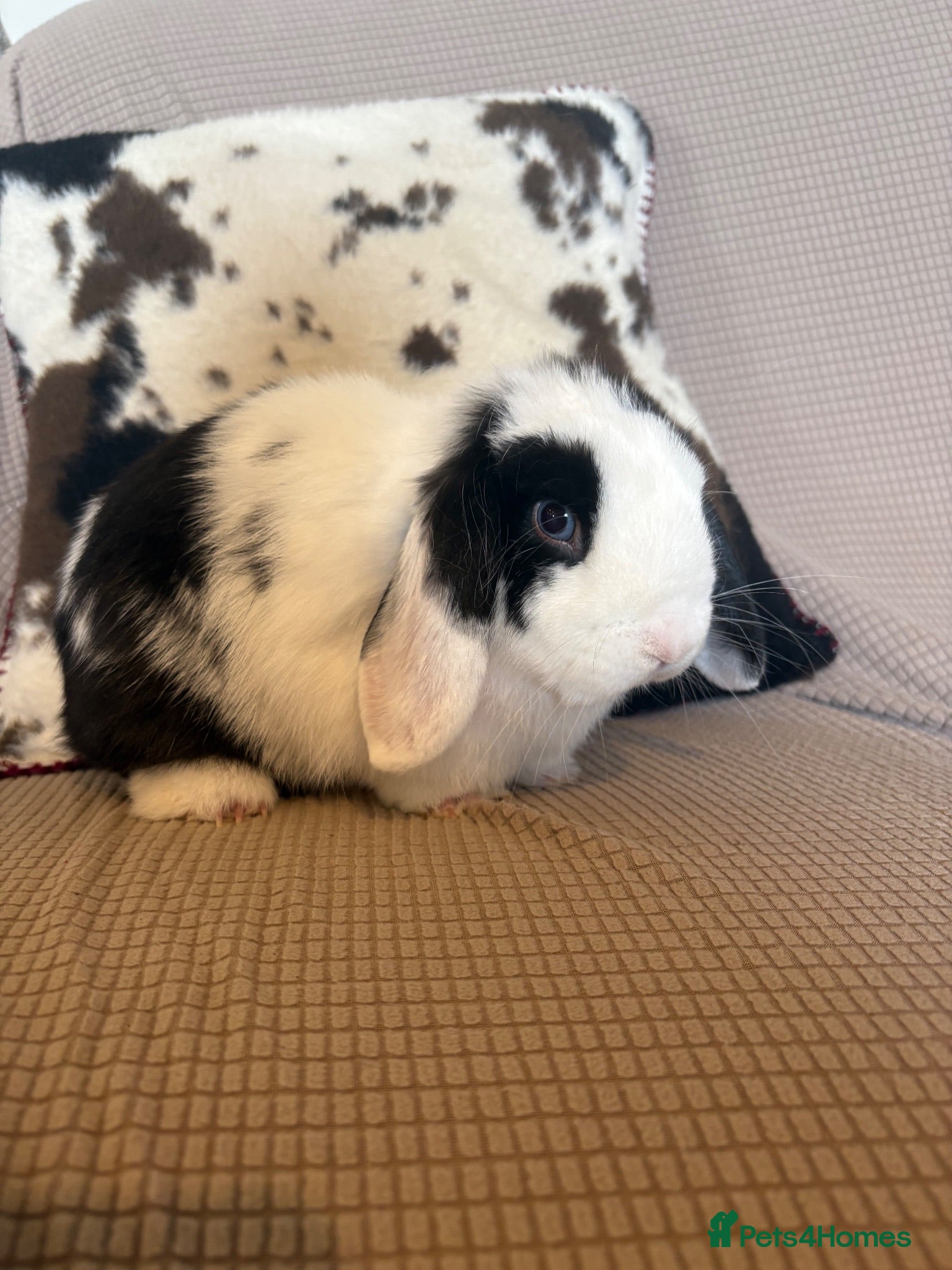 Mini Lop rabbits Hulk stunning mini lop  - Advert 4
