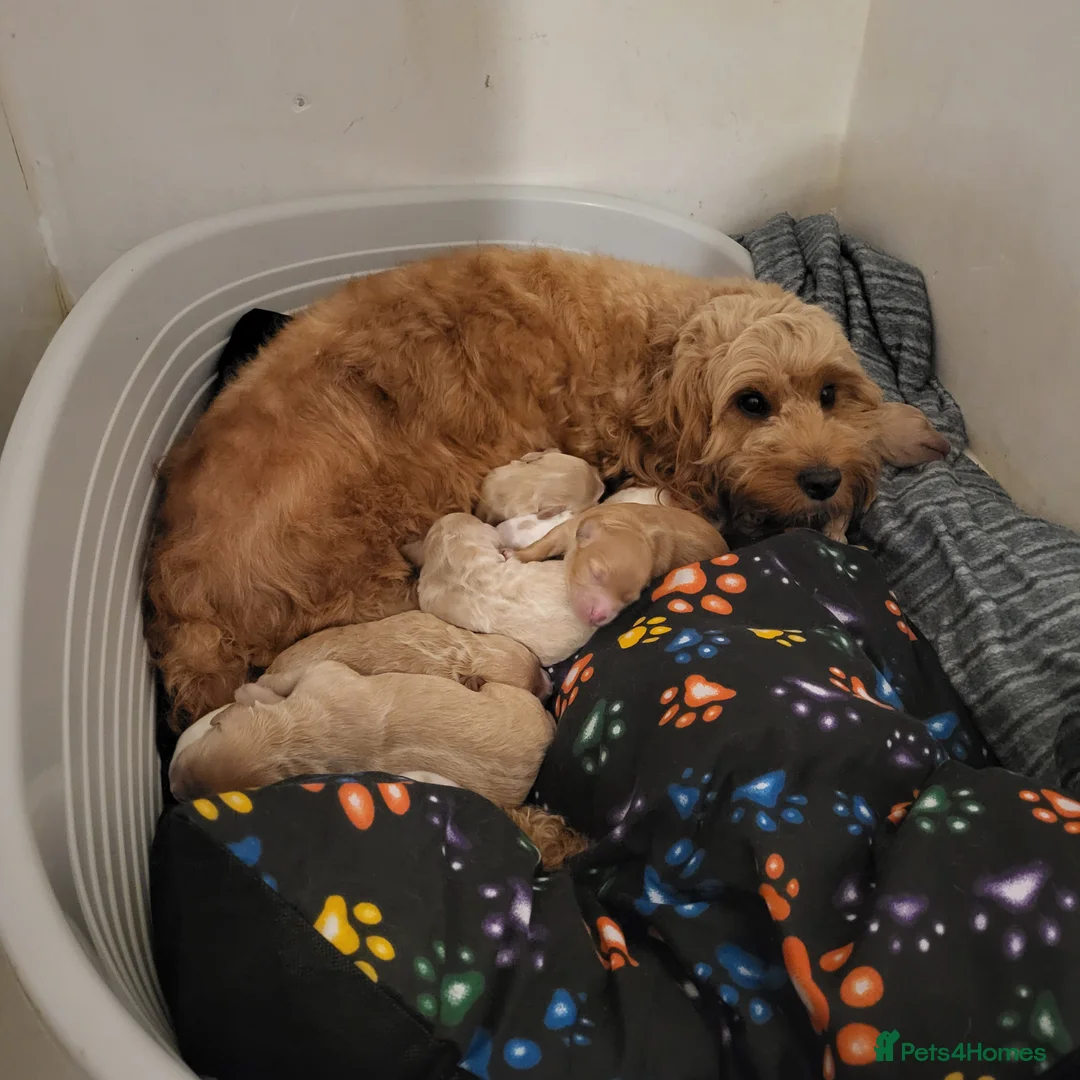 Cockapoo dogs for sale: Beautiful F1B toy cockapoos  in Leeds - Advert 2