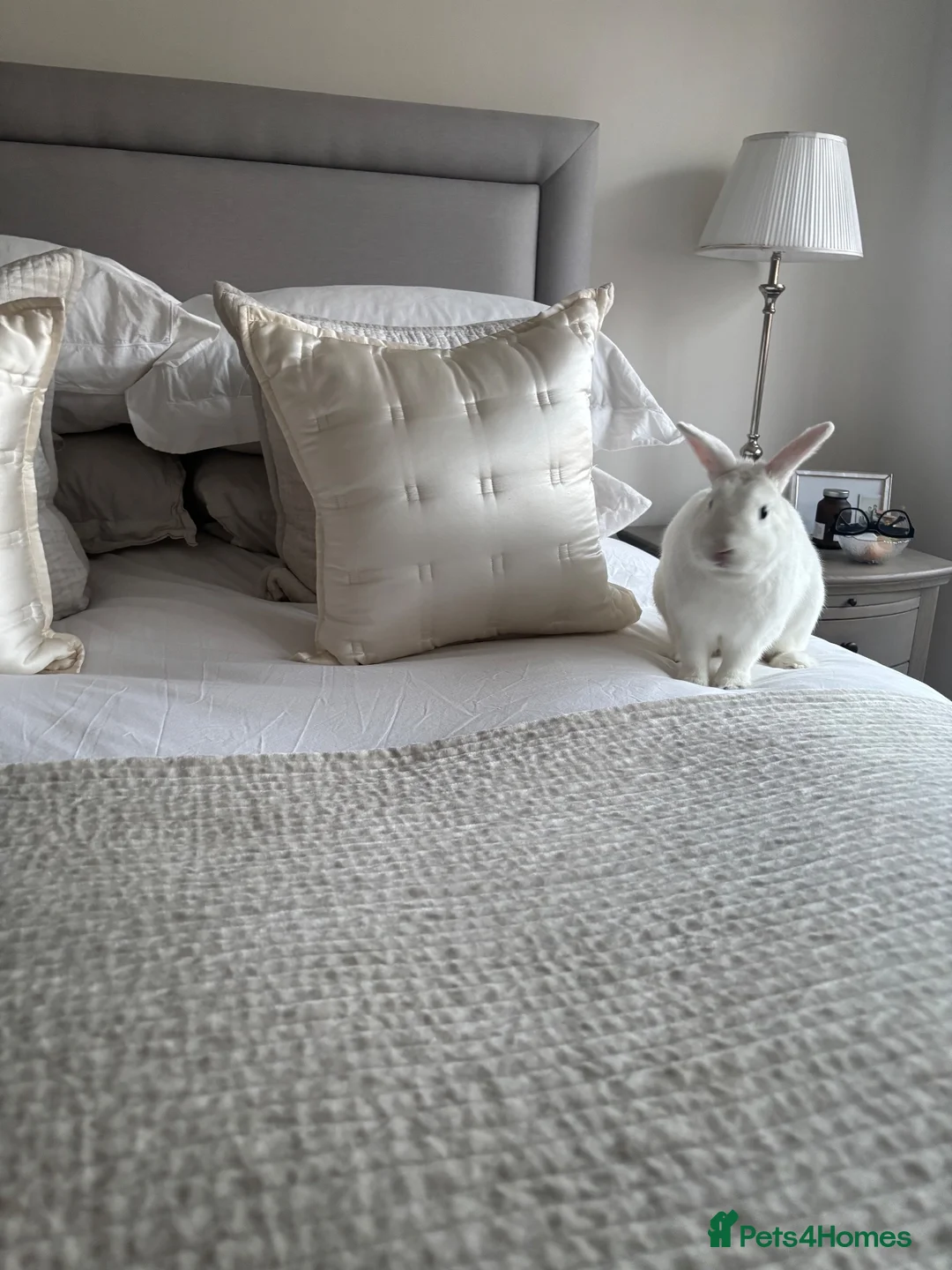 Mixed Breed rabbits for sale: Cotton looking for new cuddles - Advert 2