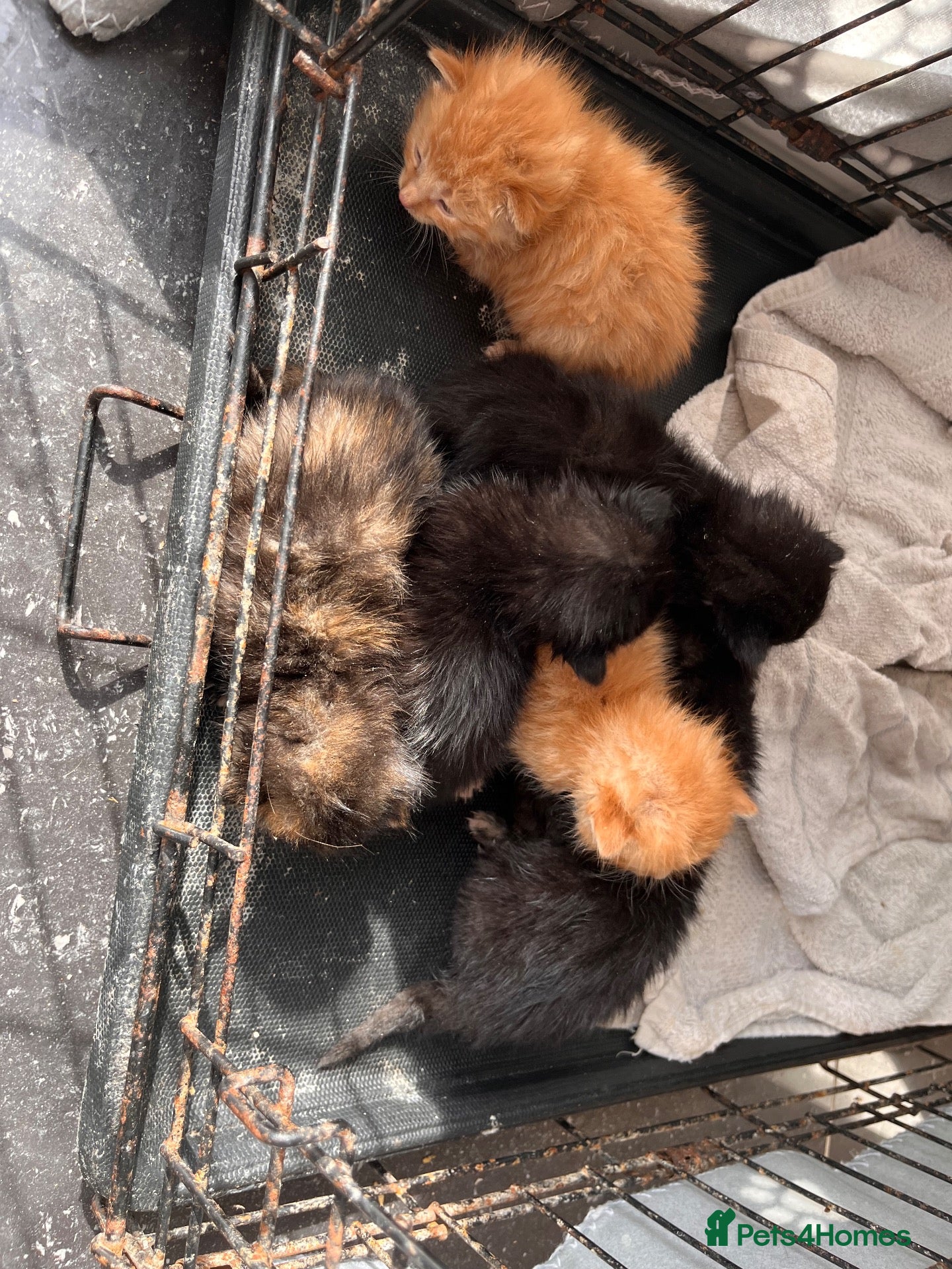 Mixed Breed cats 5 x kittens - Advert 1