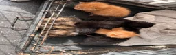 Mixed Breed cats for sale: 5 x kittens in Carnforth - Advert 1