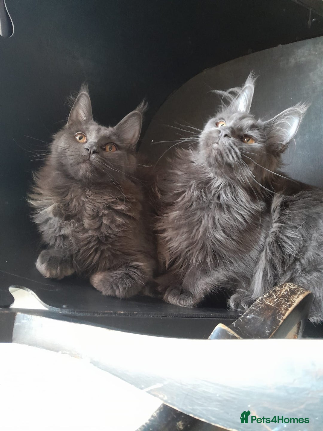 Maine Coon cats for sale: 2 solid blue MaineCoon girls TICA - Advert 16