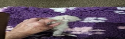 British Shorthair cats for sale: Stunning Blue and lilac teddy bears - Advert 6