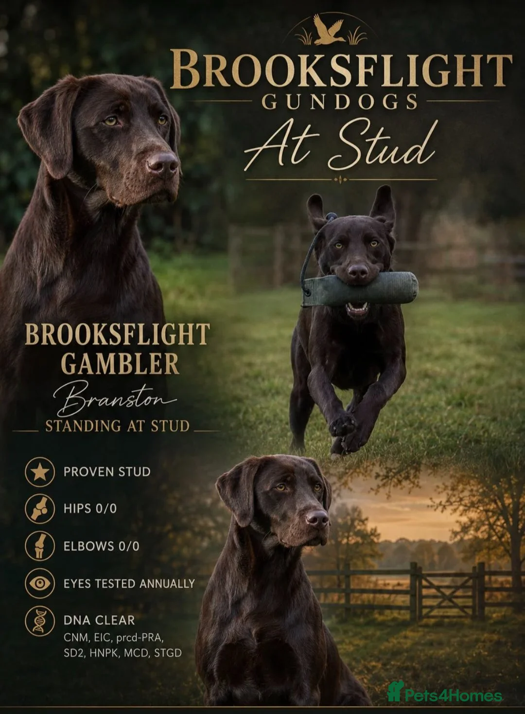 Labrador Retriever dogs for sale:  Kc Reg. Labrador Puppies- Waiting List Now Open - Advert 2