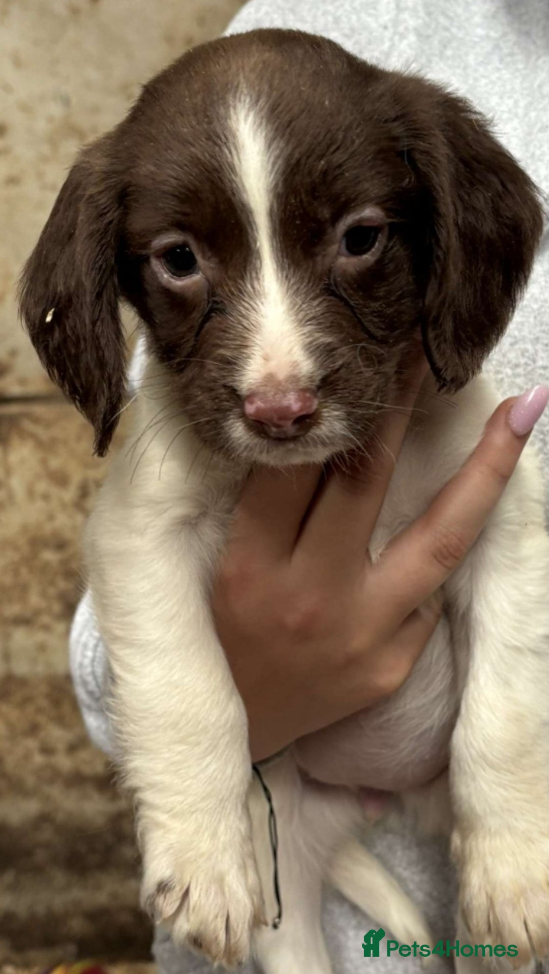 English Springer Spaniel dogs for sale: Springer pups - Image 2