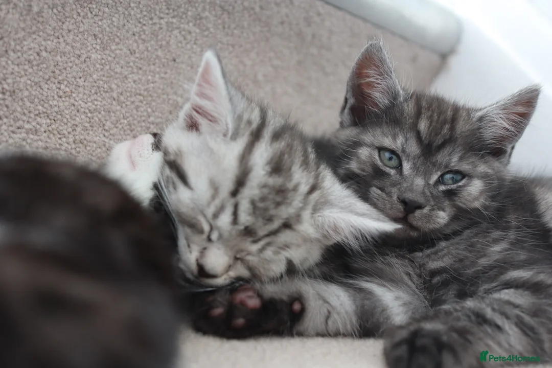Domestic Shorthair cats for sale: Four beautiful kittens remaining - Advert 17