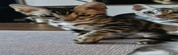 Bengal cats for sale: READY Genetic & Health Tested Bengal Kittens - Advert 7