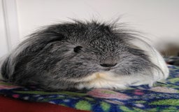 Guinea Pig rodents for sale: Two female guinea pigs - Image 3