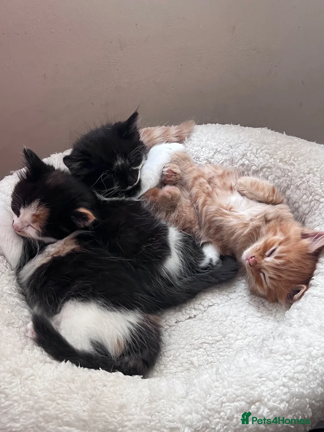 Ragdoll cats for sale: Ragdoll/Persian cross - 4 beautiful kittens - Advert 2