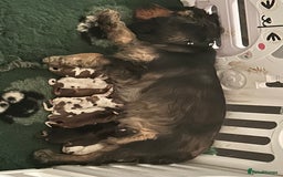 Cocker Spaniel dogs for sale: OUTSTANDING KC REG COCKER SPANIEL PUPPIES  - Image 24