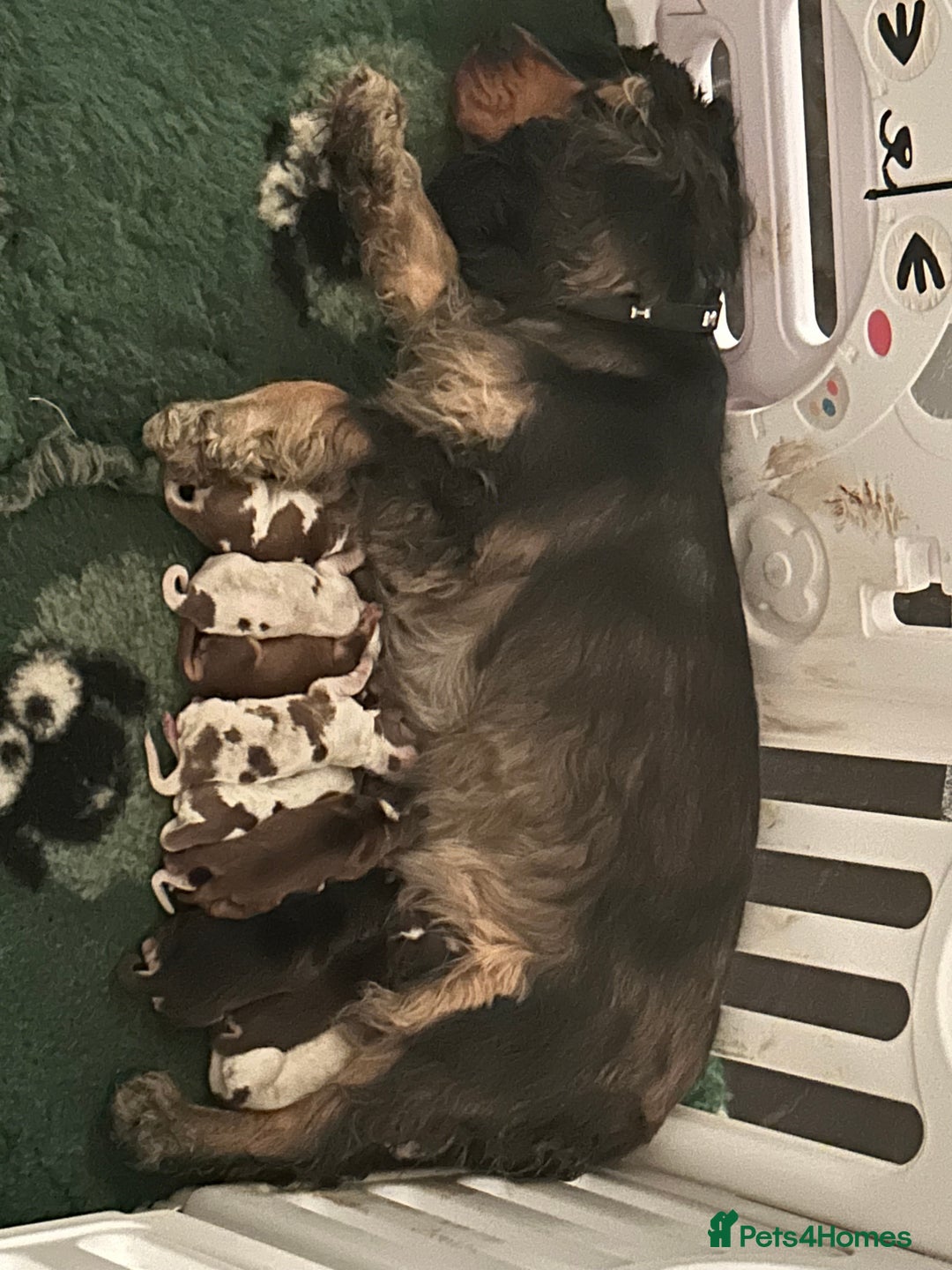 Cocker Spaniel dogs for sale: OUTSTANDING KC REG COCKER SPANIEL PUPPIES  - Image 24