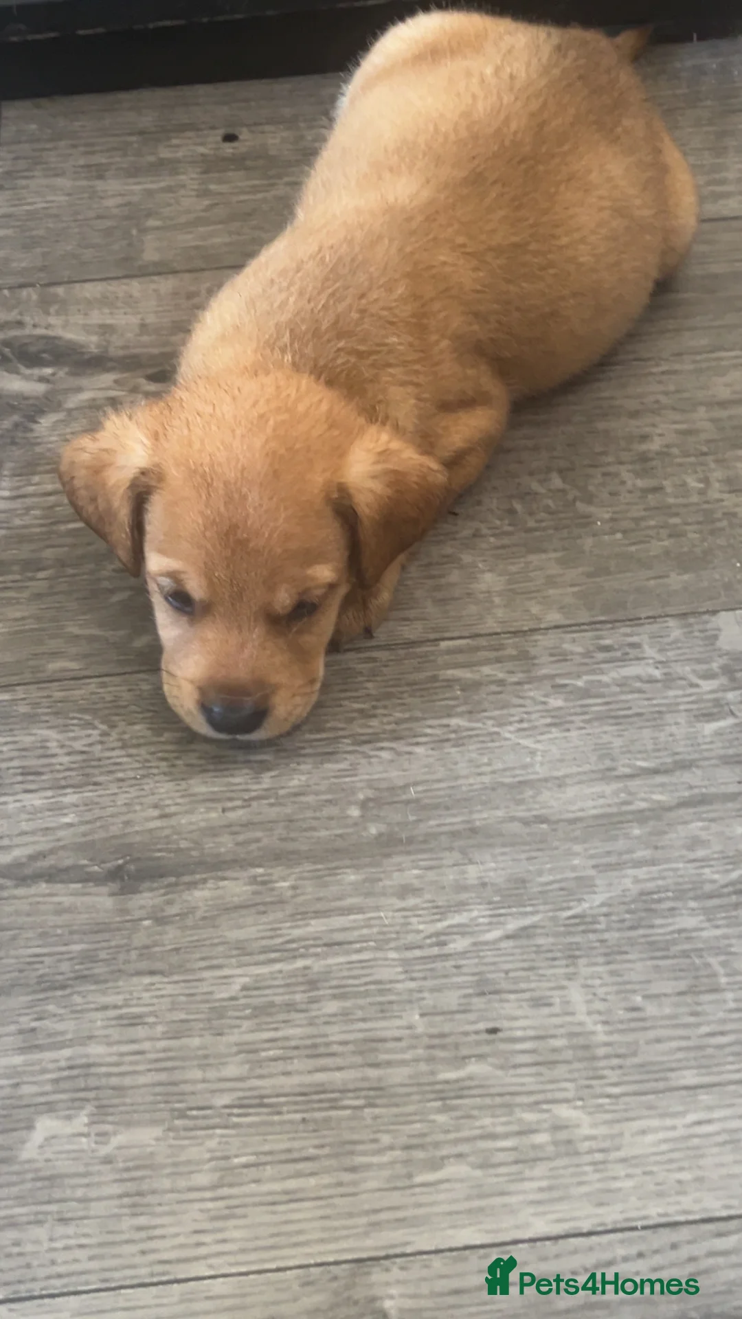 Mixed Breed dogs for sale: Canedoodle puppies £600 open to sensible offers  - Advert 2