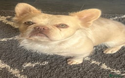 French Bulldog dogs for sale: Gorgeous fluffy Frenchie female  - Image 5